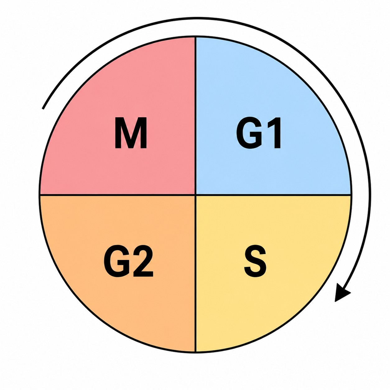 The four phases. Memorize what each one does — the diagram won't tell you.