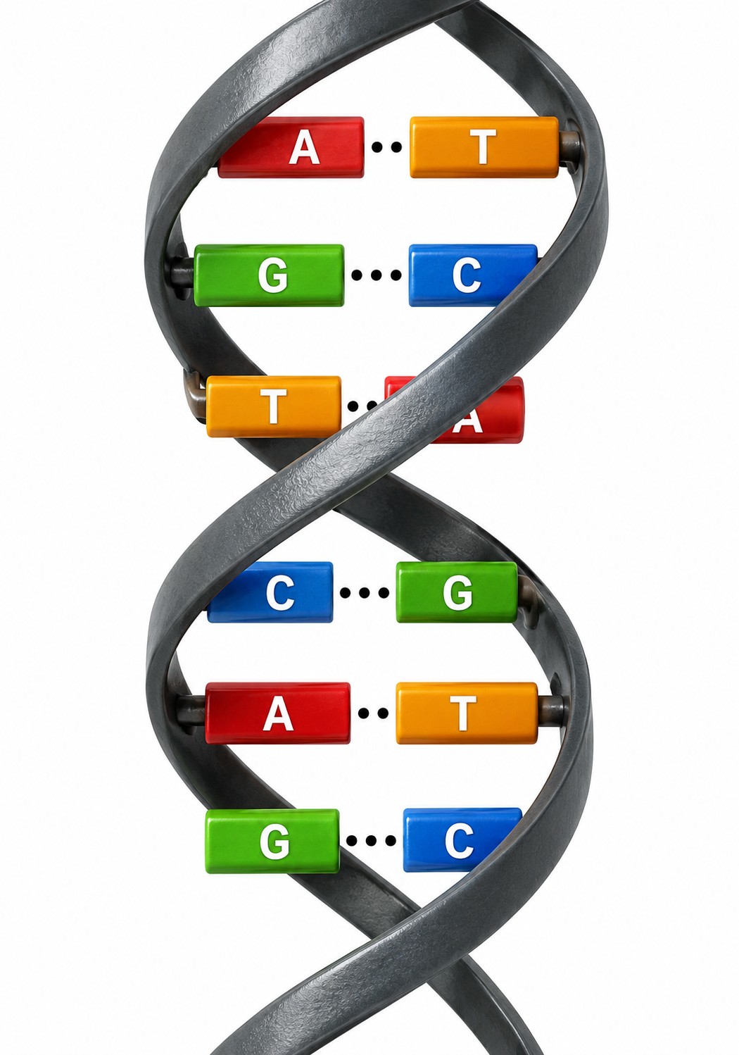 Six base-pair rungs. A always pairs with T (2 H-bonds), G always pairs with C (3 H-bonds).