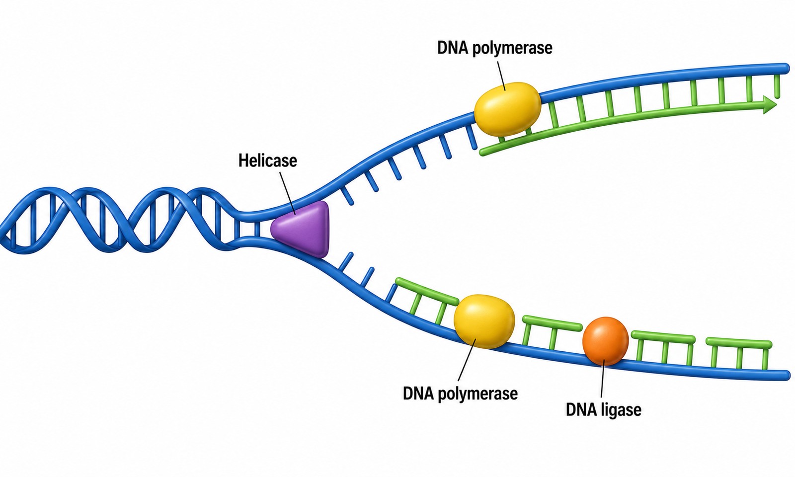Helicase at the fork unwinds; polymerase synthesizes; ligase joins fragments. Three roles — memorize each.