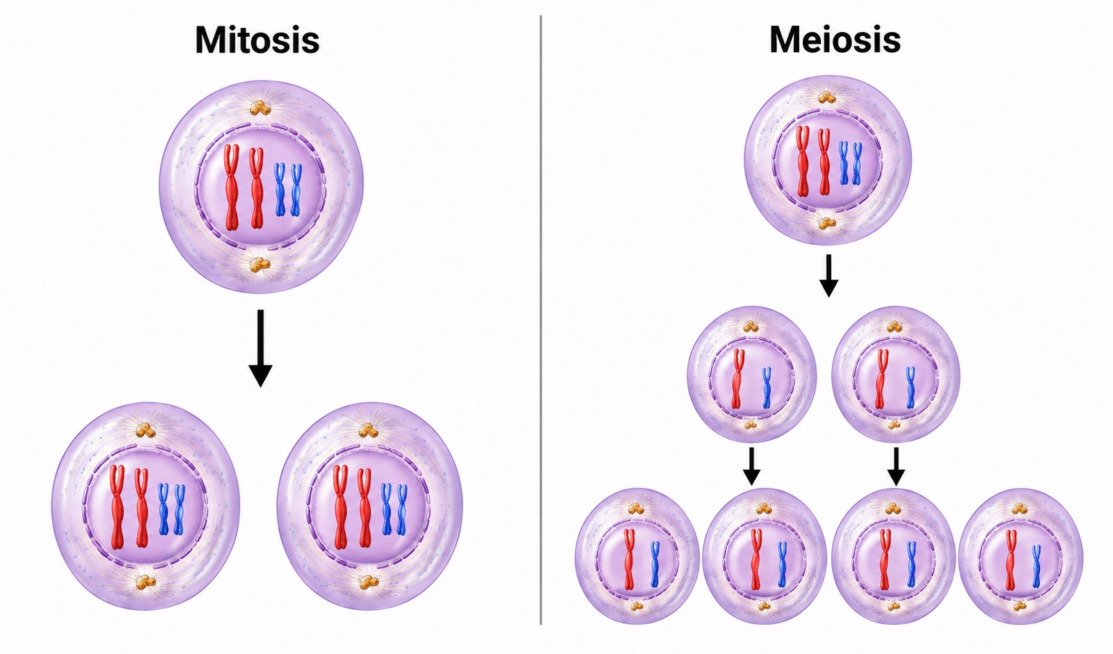 Counts speak louder than labels. Left ends with 2 cells of full chromosome content; right ends with 4 cells of half. That's it.